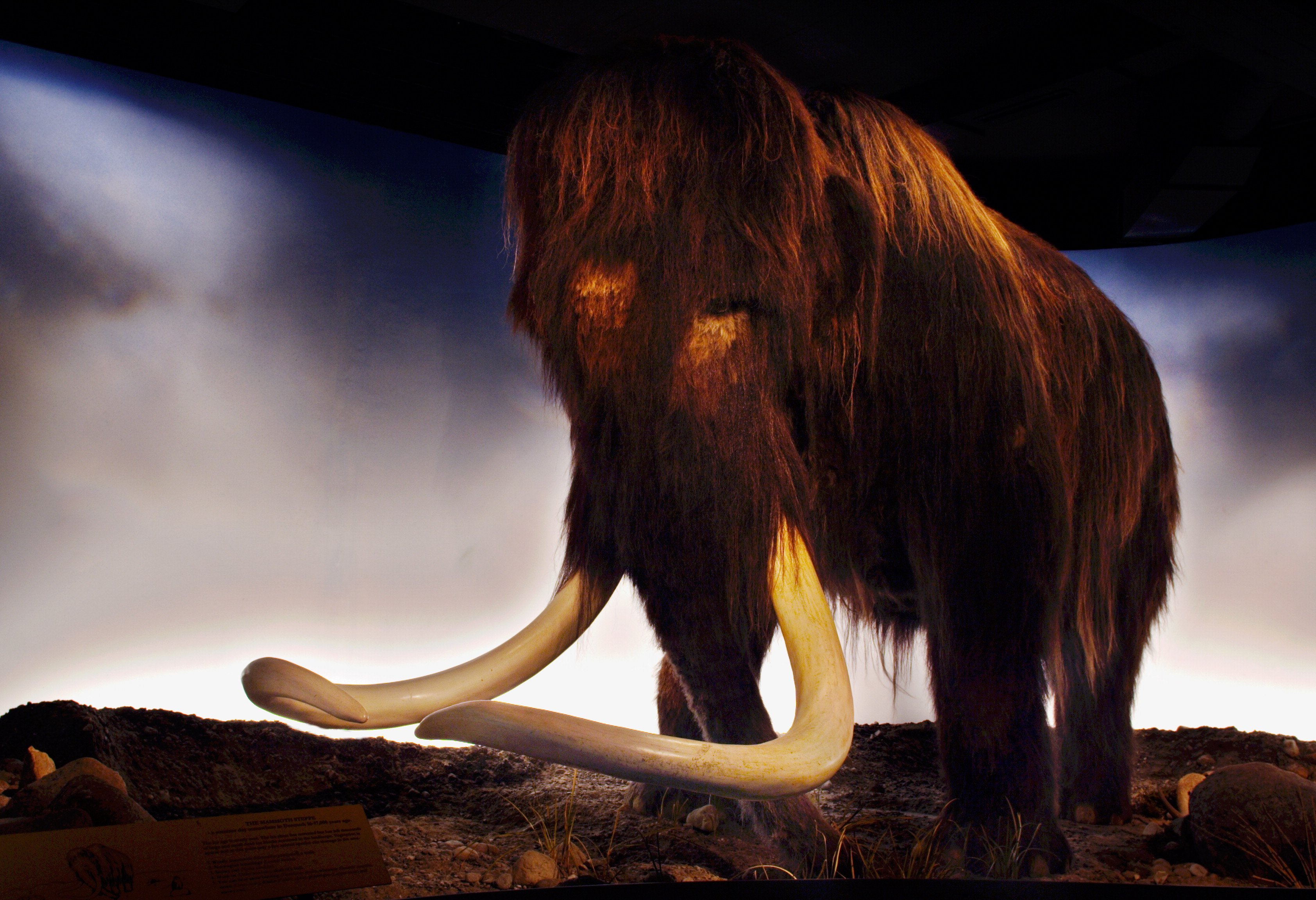 Centre for Ancient Genetics and Environments er et af i alt fem nye grundforskningscentre på Det Naturvidenskabelige Fakultet. Forskerne skal blandt andet beskæftige sig med de store istidsdyrs forsvinden.