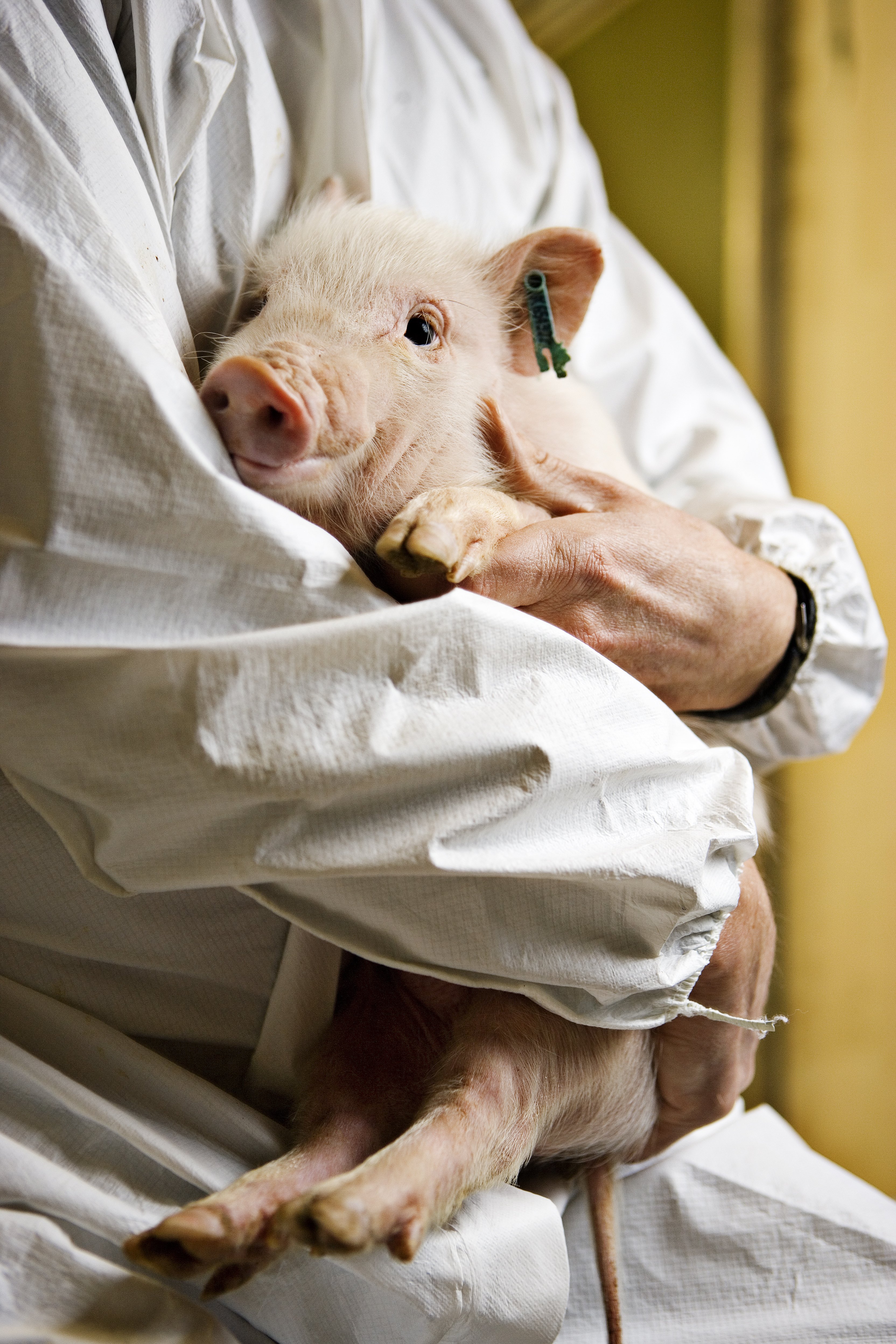 Jens Oddershede vil sikre at forskerne fra de tidligere sektorforskningsinstitutioner har samme ret til at ytre sig kritisk som universitetsforskere. Her er en gris der har fået tilføjet et alzheimergen på Foulum Forsøgscenter.