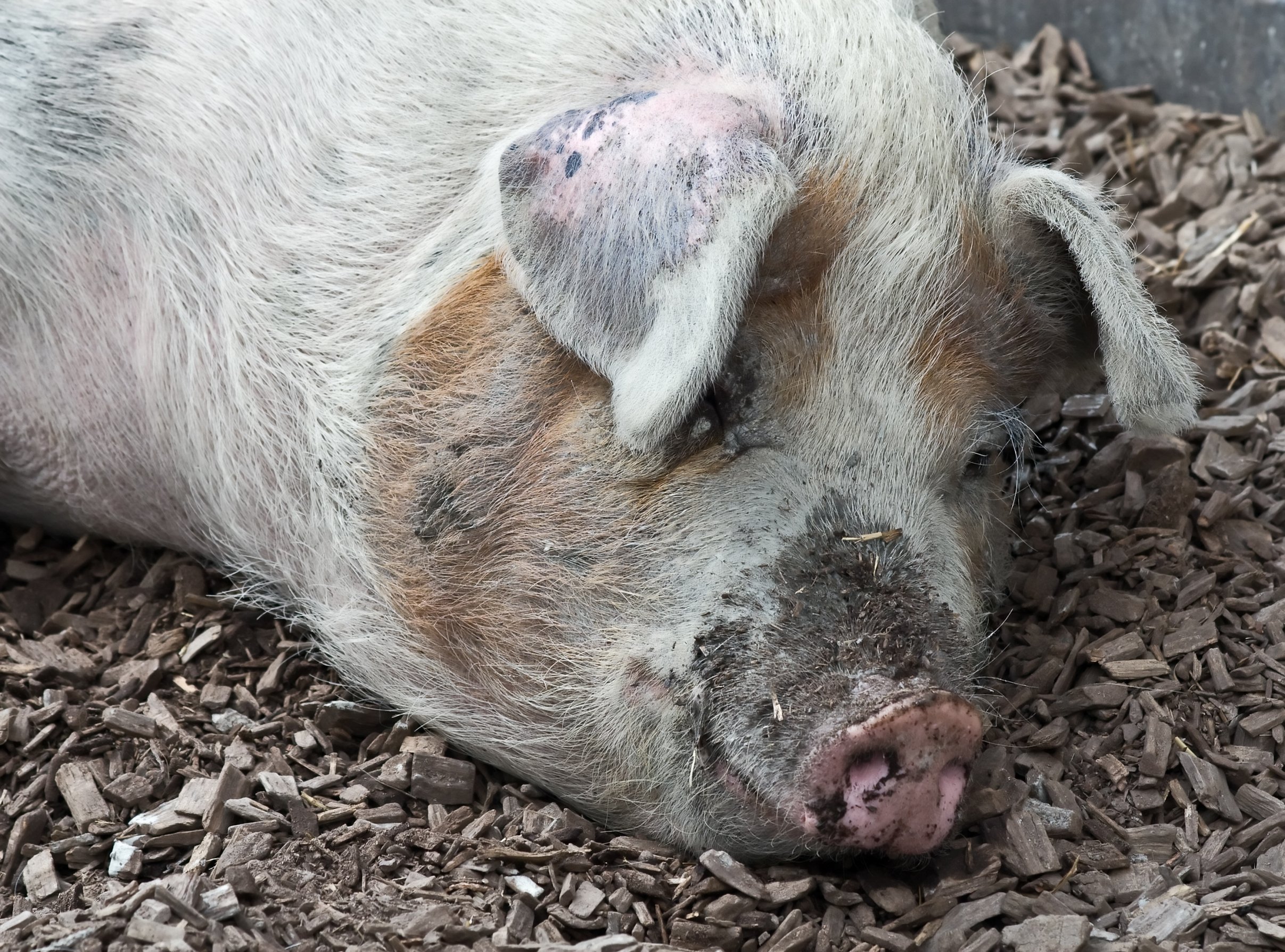 Contingency plans ensure that animals at the Faculty of Life Sciences will be well looked after, even if swine flu hits hard