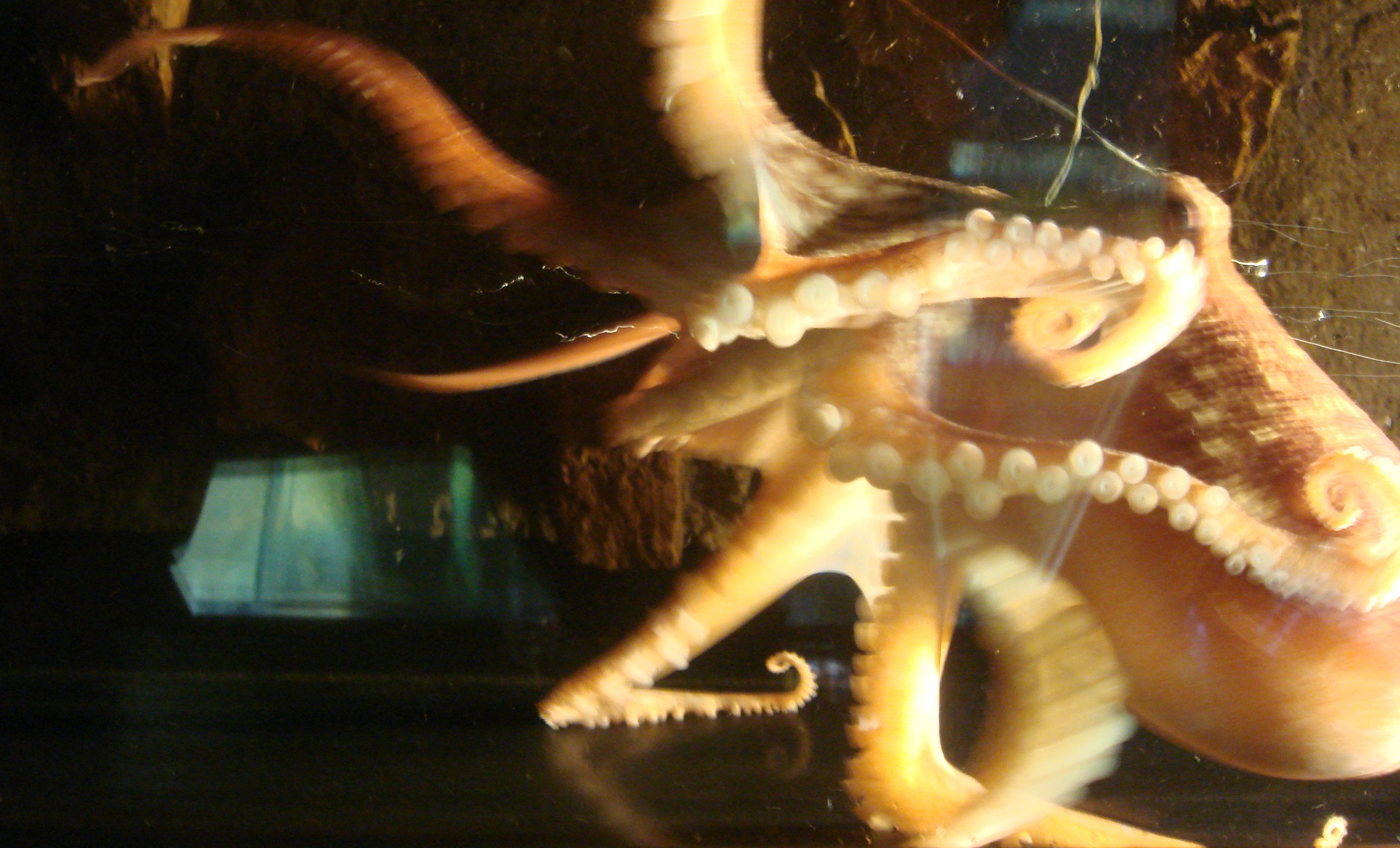 KLOGERE END EN HUND? - Denne blæksprutte holder til i Københavns Universitets Øresundsakvariet i Helsingør. Fotografiet er taget i sommer - om forskerne har beredskabsplaner til at forhindre et eventuelt bløddyrsselvmord vides ikke.