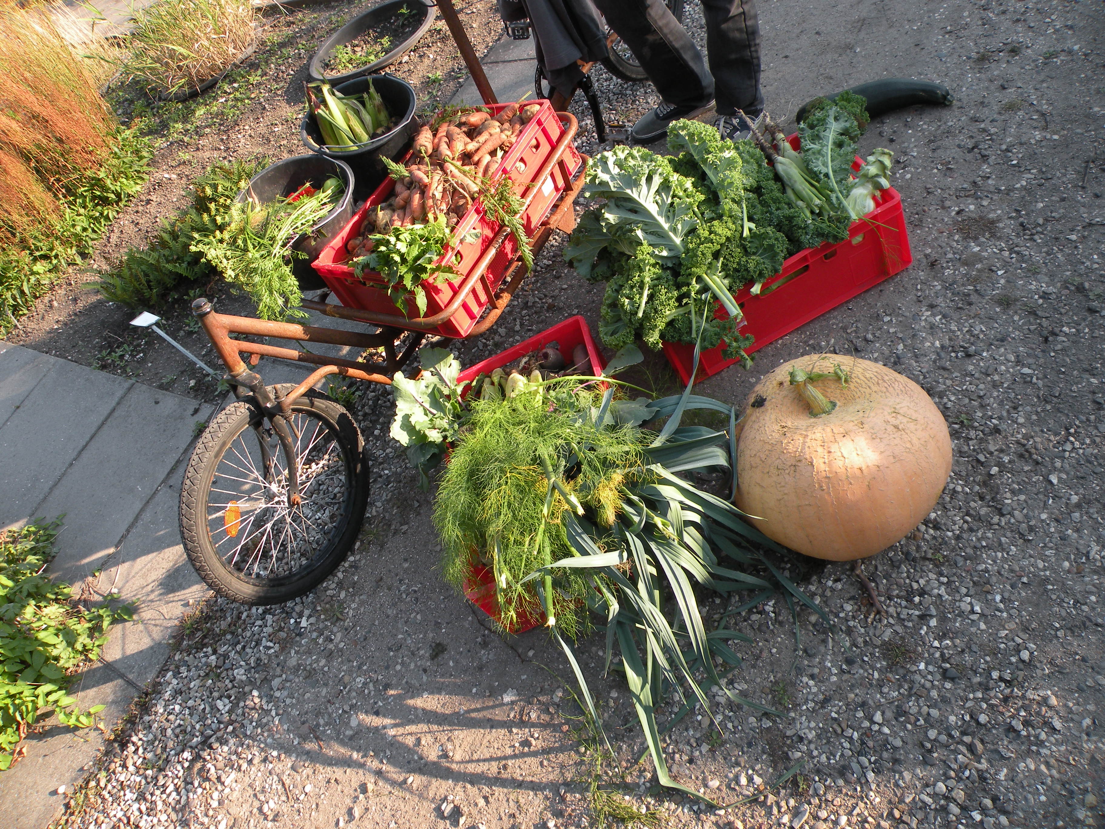 DET GRØNNE HELVEDE - Lifes biodynamiske helte henter gaver fra jorden. Her et udvalg fra gårsdagens høst.