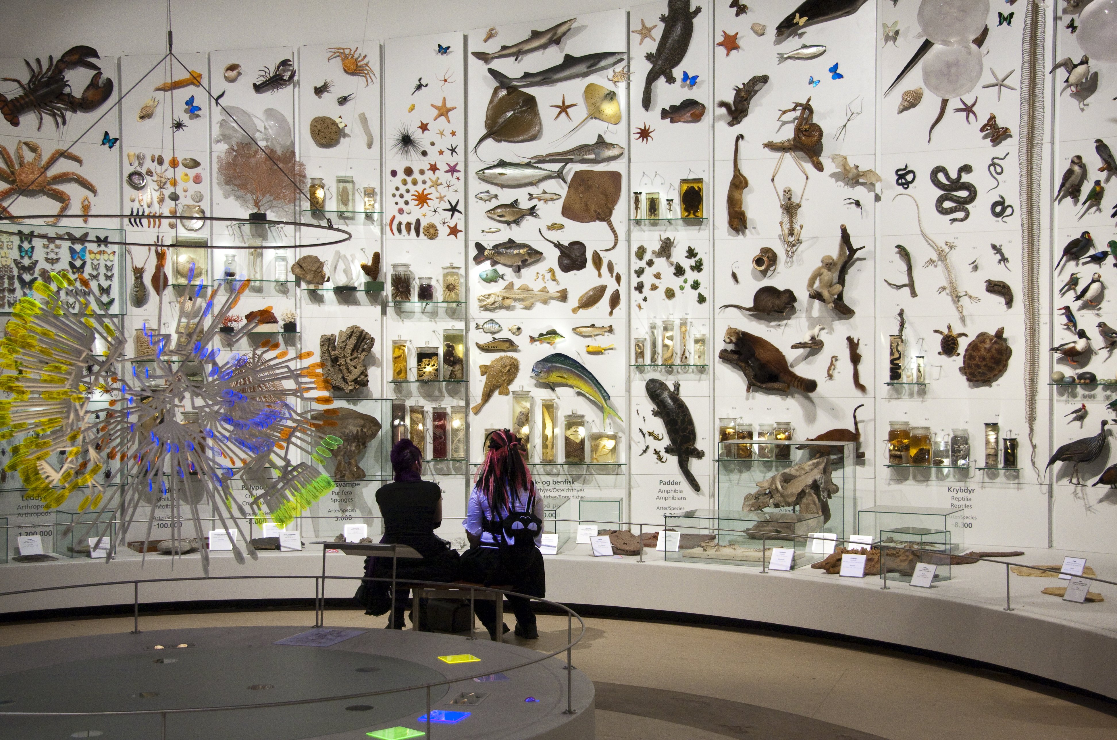 Zoologisk Museum har senest haft stor succes med den store permanente udstilling Evolution, der fejrer 200-året for Charles Darwins fødsel - og 150-året for hans banebrydende værk om evolution, populært kaldet Arternes oprindelse. Udstillingen åbnede 5. februar i år. 