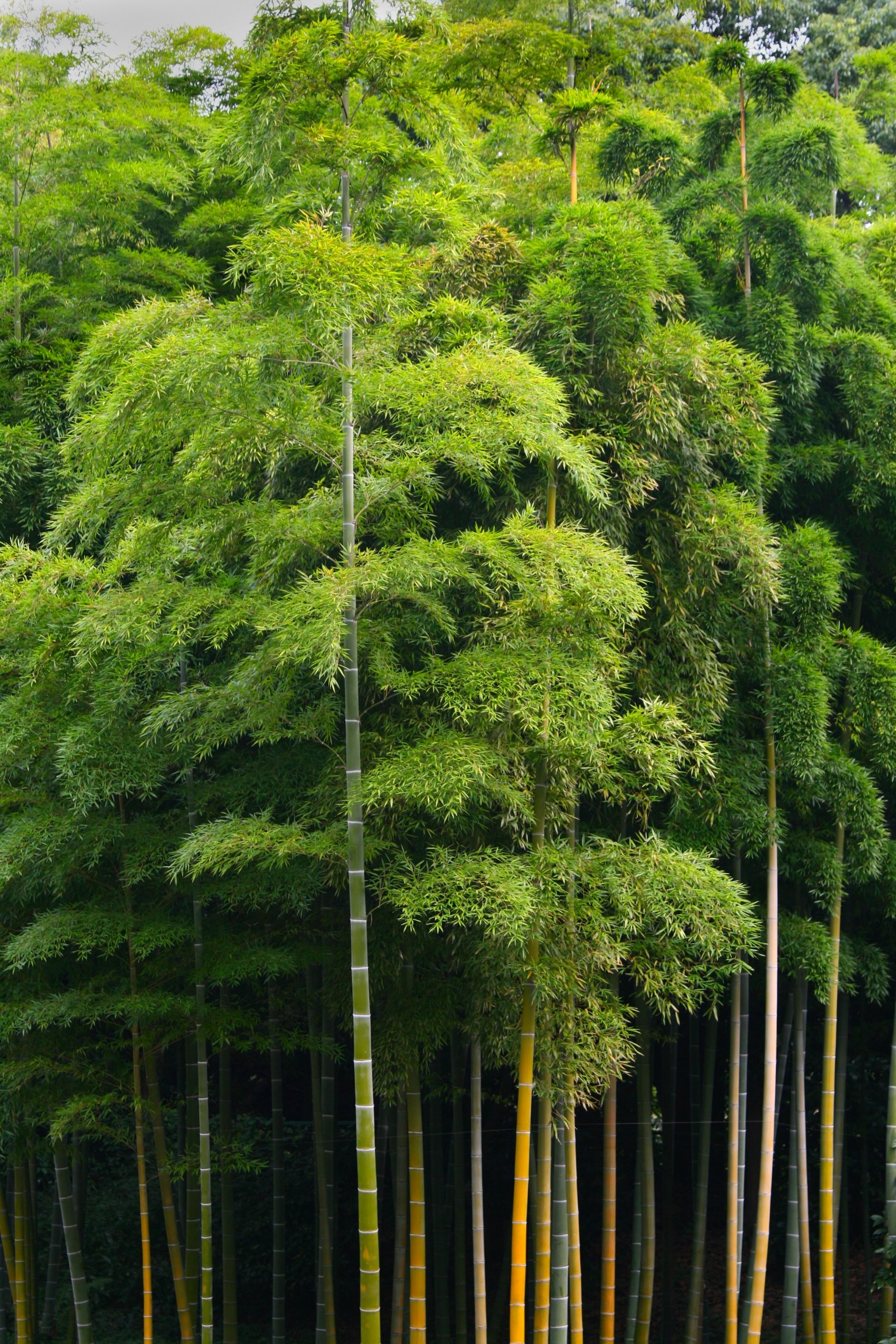 JUNGLEFEBER - Vi risikerer at udvikle et økofascistisk samfund, hvis vi ikke lytter til de forskere, der taler uden for konsensus i klimadebatten, mener lektor i biologi ved Københavns Universitet, Jesper Hoffmeyer.