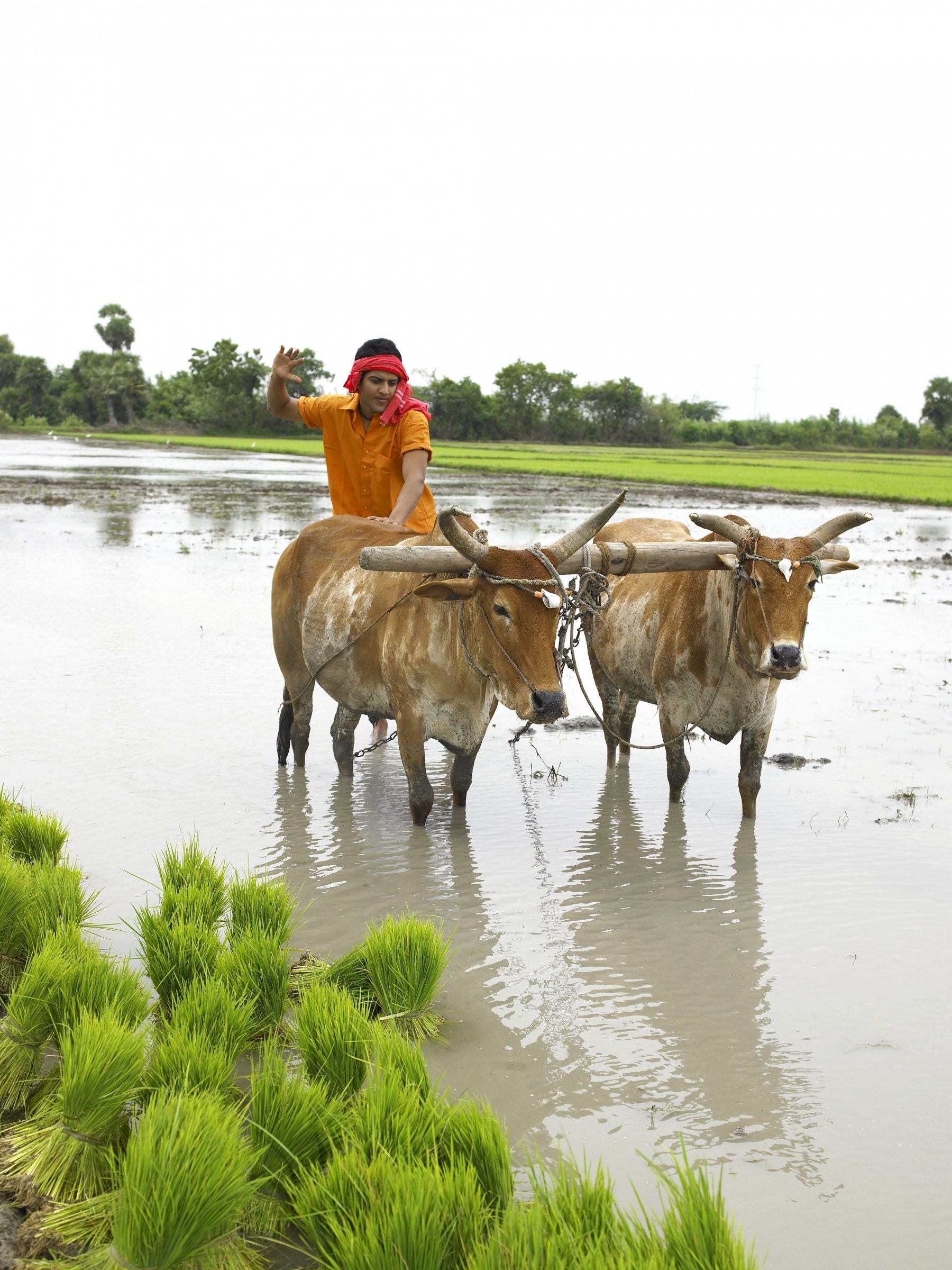 Farmer in India working in paddy field. Copenhagen to host agriculture and climate initiative