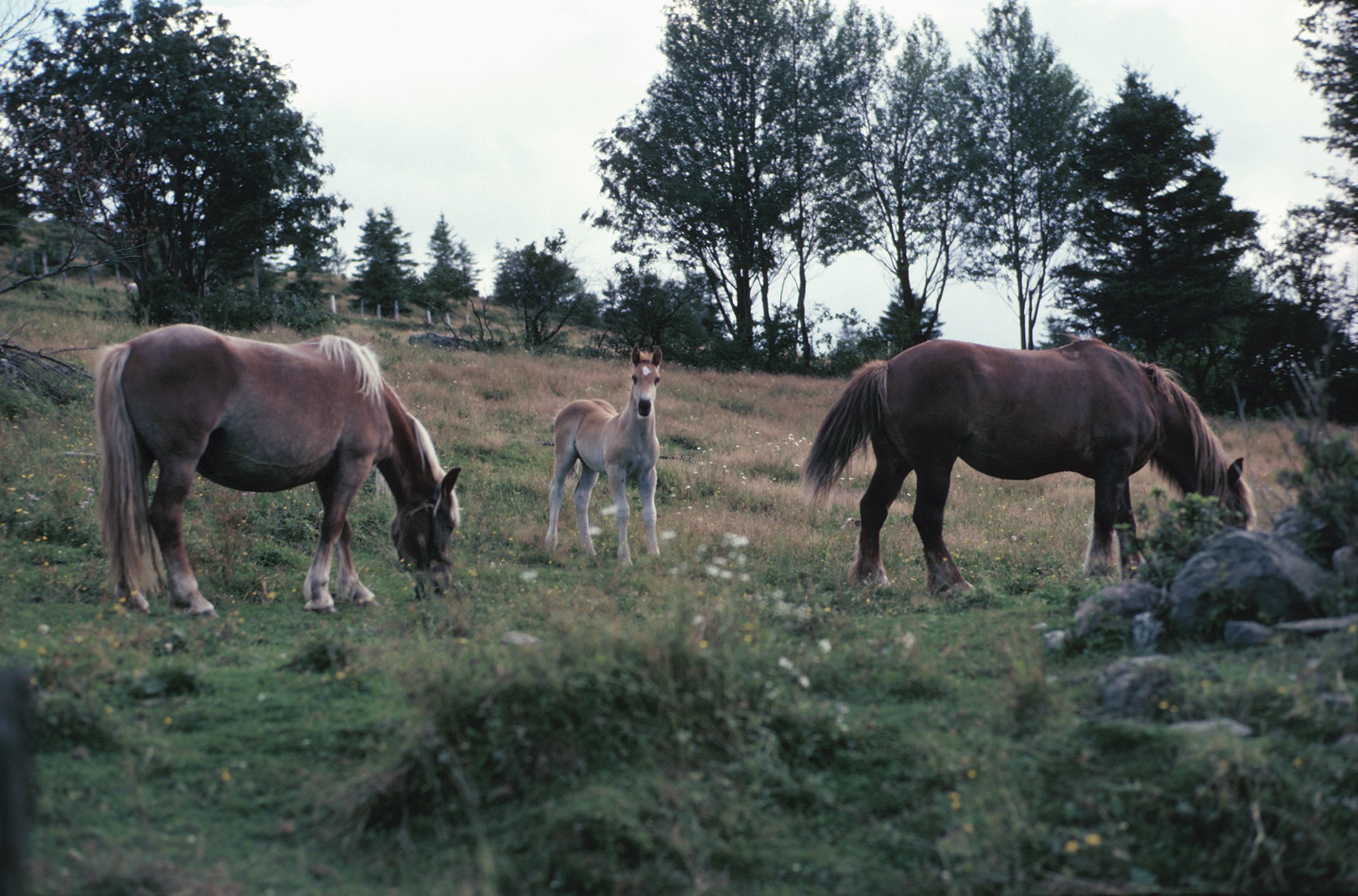 Horses have the same type of germ as humans in their lungs