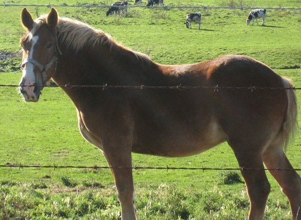 YOU MAY HAVE HAD AN INKLING - Study proves hot-iron branding to cause horses more pain than microchip injections.