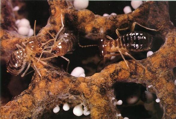 Macrotermes termite workers tending the garden.
