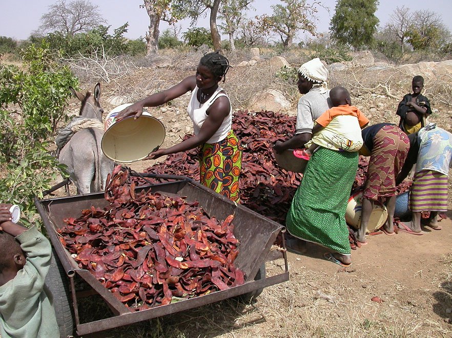 Women in Burkino Faso harvesting piliostigna -  fruit from a tree that is often planted around cultivated areas. The pods are used for fodder, the bark as medicine