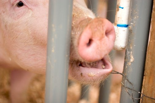More and more pigs are spending their final hours with serious injuries. 