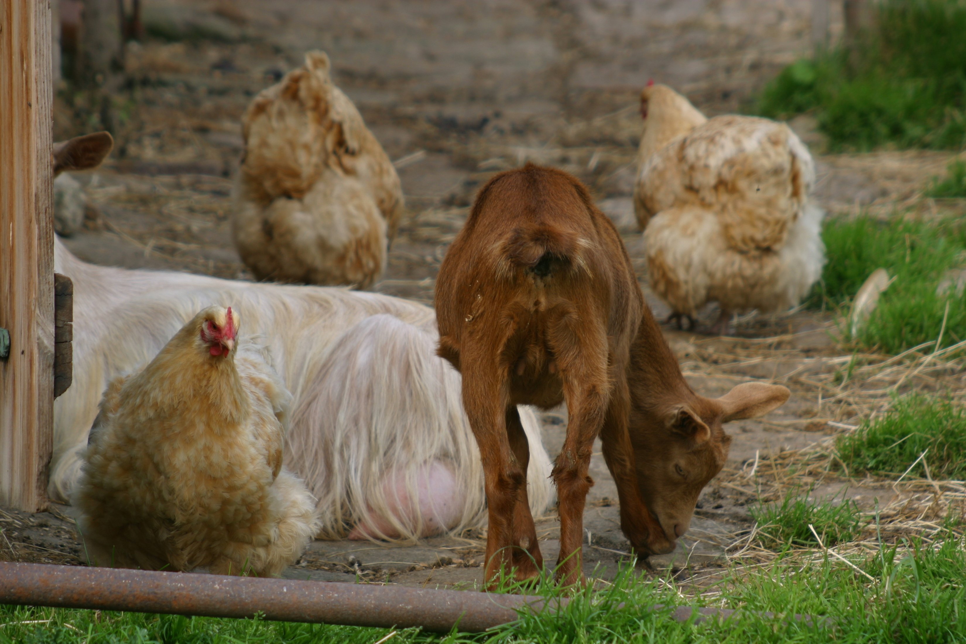 Meltdown of the Zimbabwean monetary system