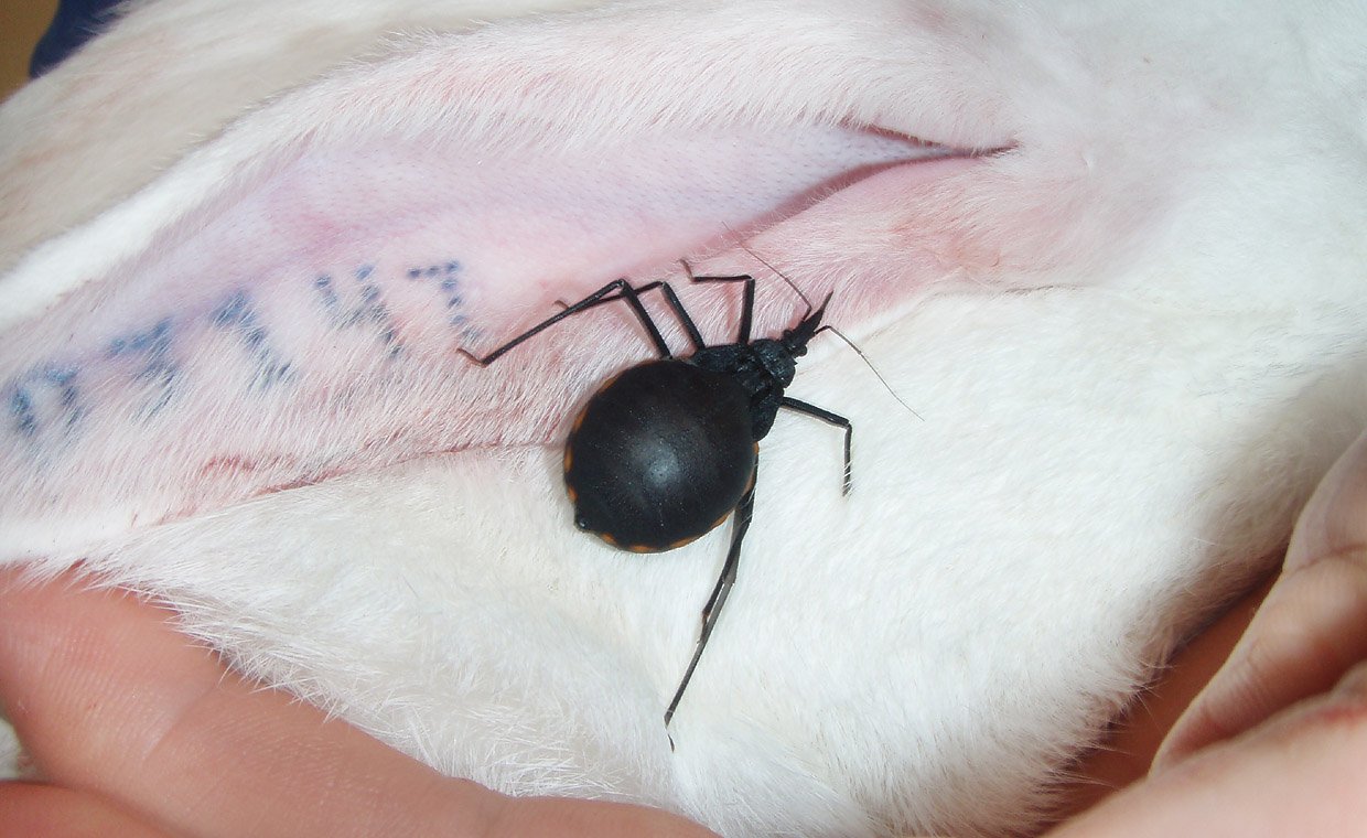 BLODSUGENDE - Sådan ser den ud, tægen fra Sydamerika som dyrlægestuderende Stine Markvardsen har brugt 40 af i sit speciale til at suge blod fra dyr. Her ses tægen, der på latin hedder: Depetalogaster Maximus, på baggrund af en sikkert intetanende, hvid kanins pels.