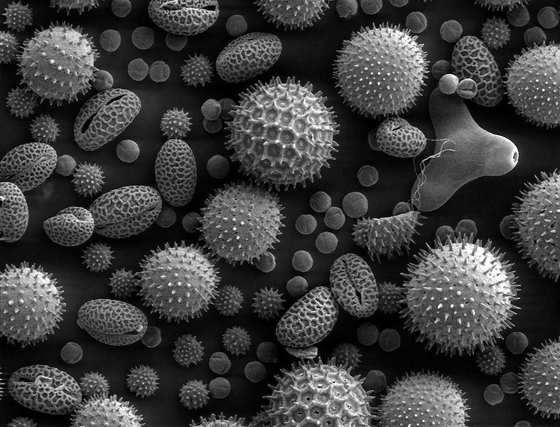  Using bioimaging allows scientist's to look into a cell without disturbing it. A collaboration between the faculties of Life Sciences, Pharmaceutical Sciences and Science has just received DKK 18 million to do this. Here's an image of pollen seen through a microscope.