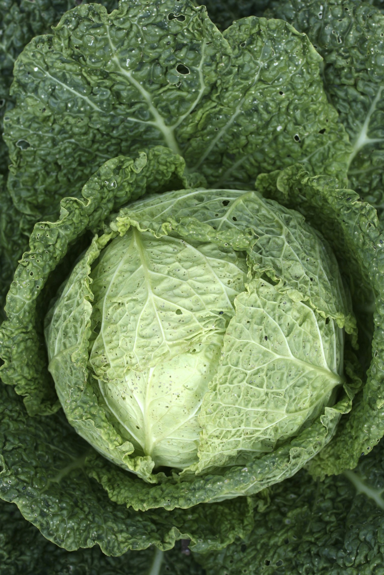 A new network will teach food scientists methods of food production that are lean and green, just like this cabbage