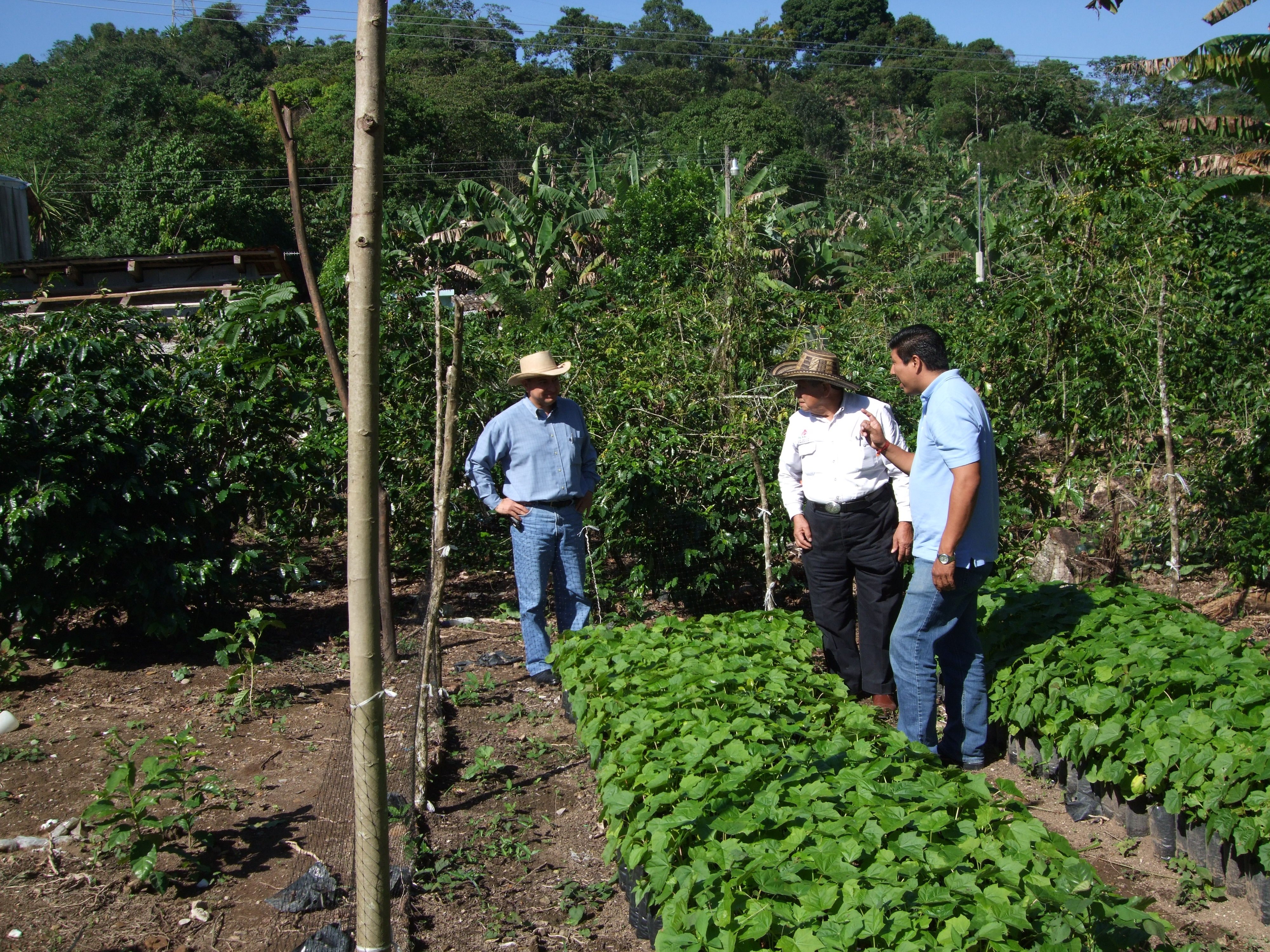MEXICO - Jatrophaplanter, der er klar til udplantning.