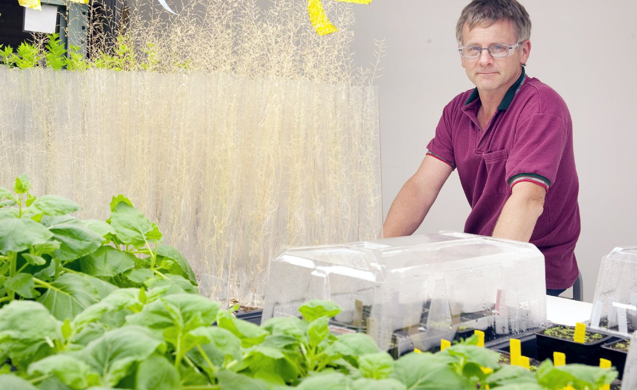 BILLEDTEKST: GÅSEMAD – Med hjælp fra ukrudtsplanten gåsemad arbejder Henrik Scheller på at udvikle planter til biobrændsel