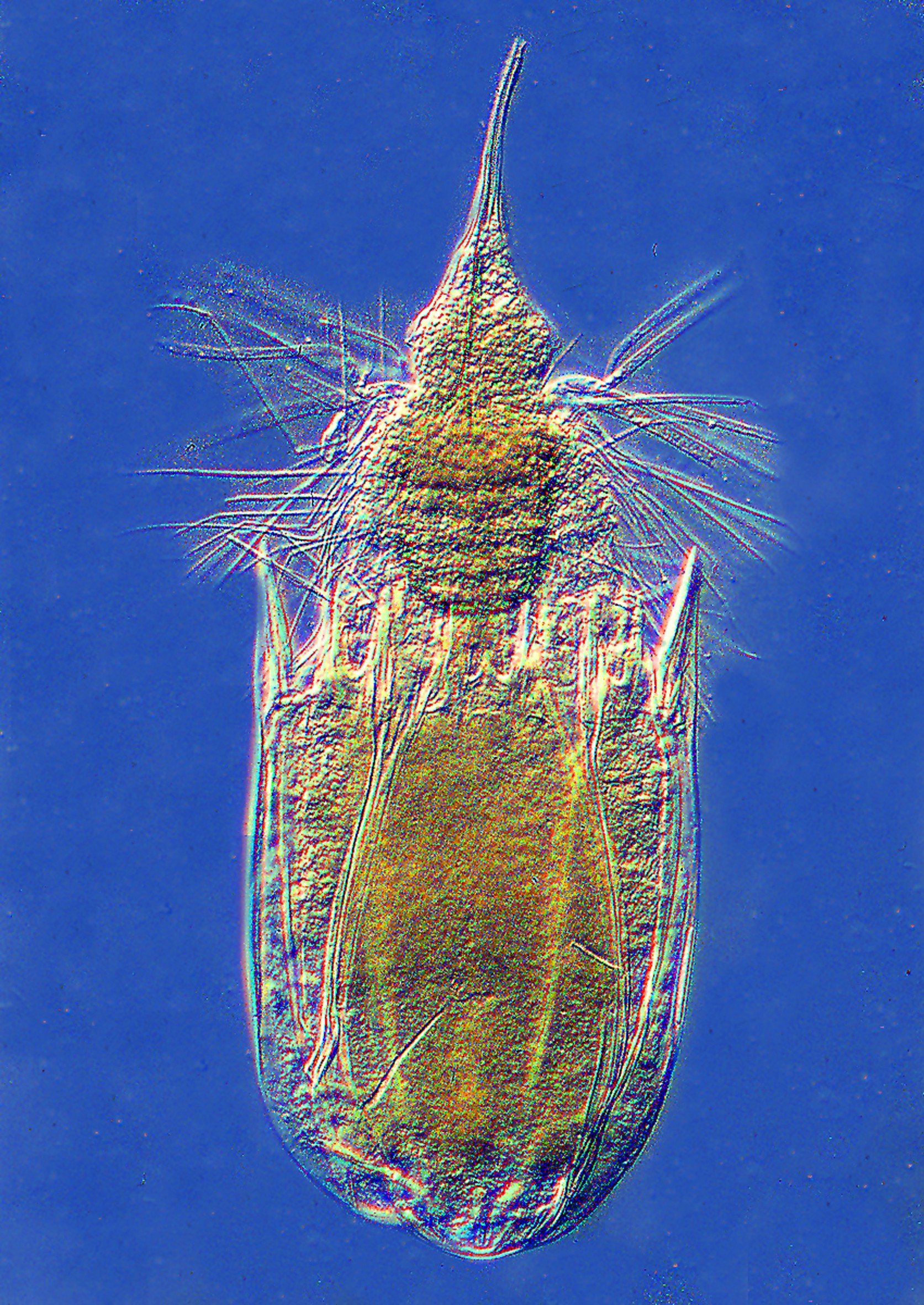 SÆRT VÆSEN - Dette fine korsetdyr, der på billedet er forstørret adskillige tusind gange i lysmikroskop (med Nomarski-teknik), lever uden ilt.