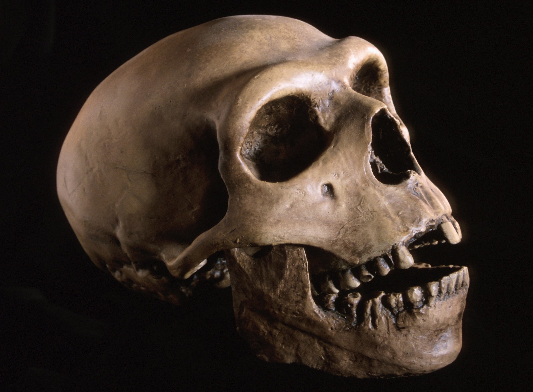 Researcher Eske Willerslev optimistic that genetic research on pre-historic human remains can give new insights