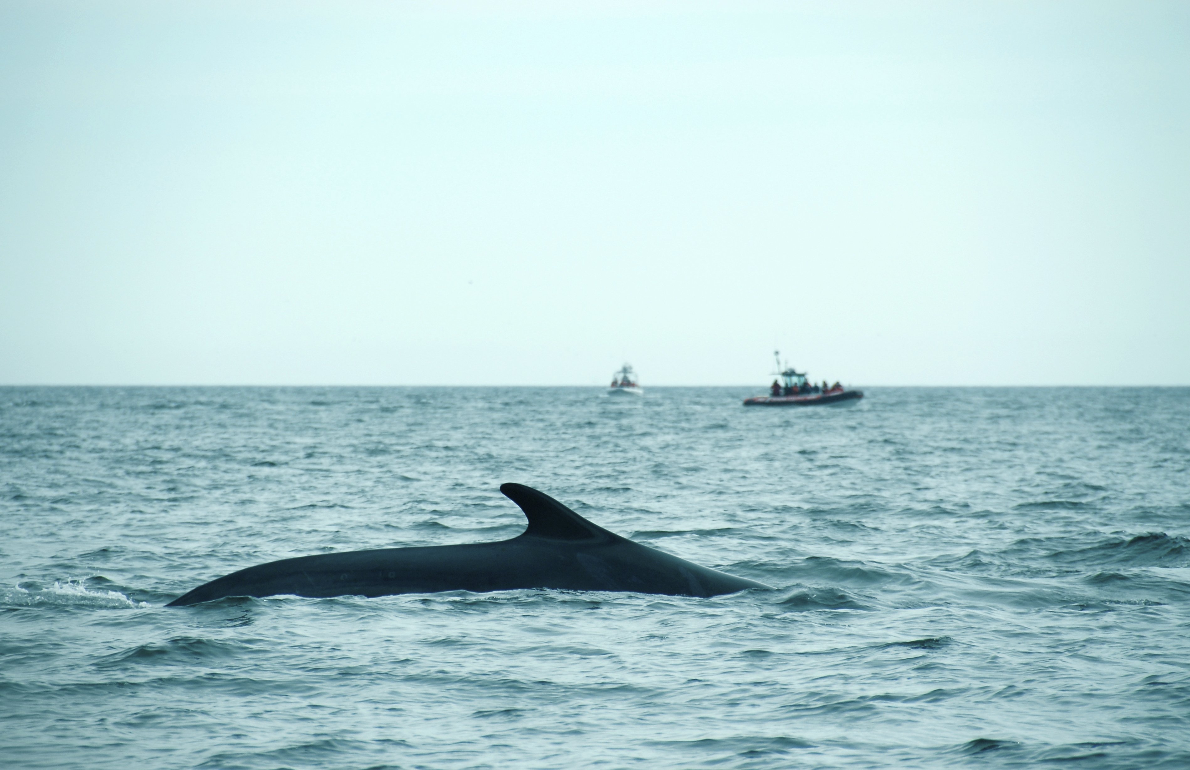 ARKIVFOTO - En konservator på Zoologisk Museum, KU, står for dissektionen af finhvalen på 30 tons fordelt på 17,6 meter.