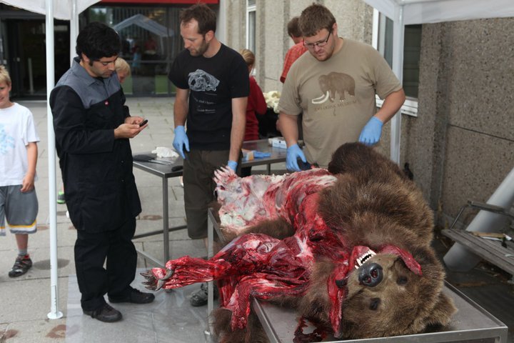 The museum's taxidermists and student assistents start to open the bear