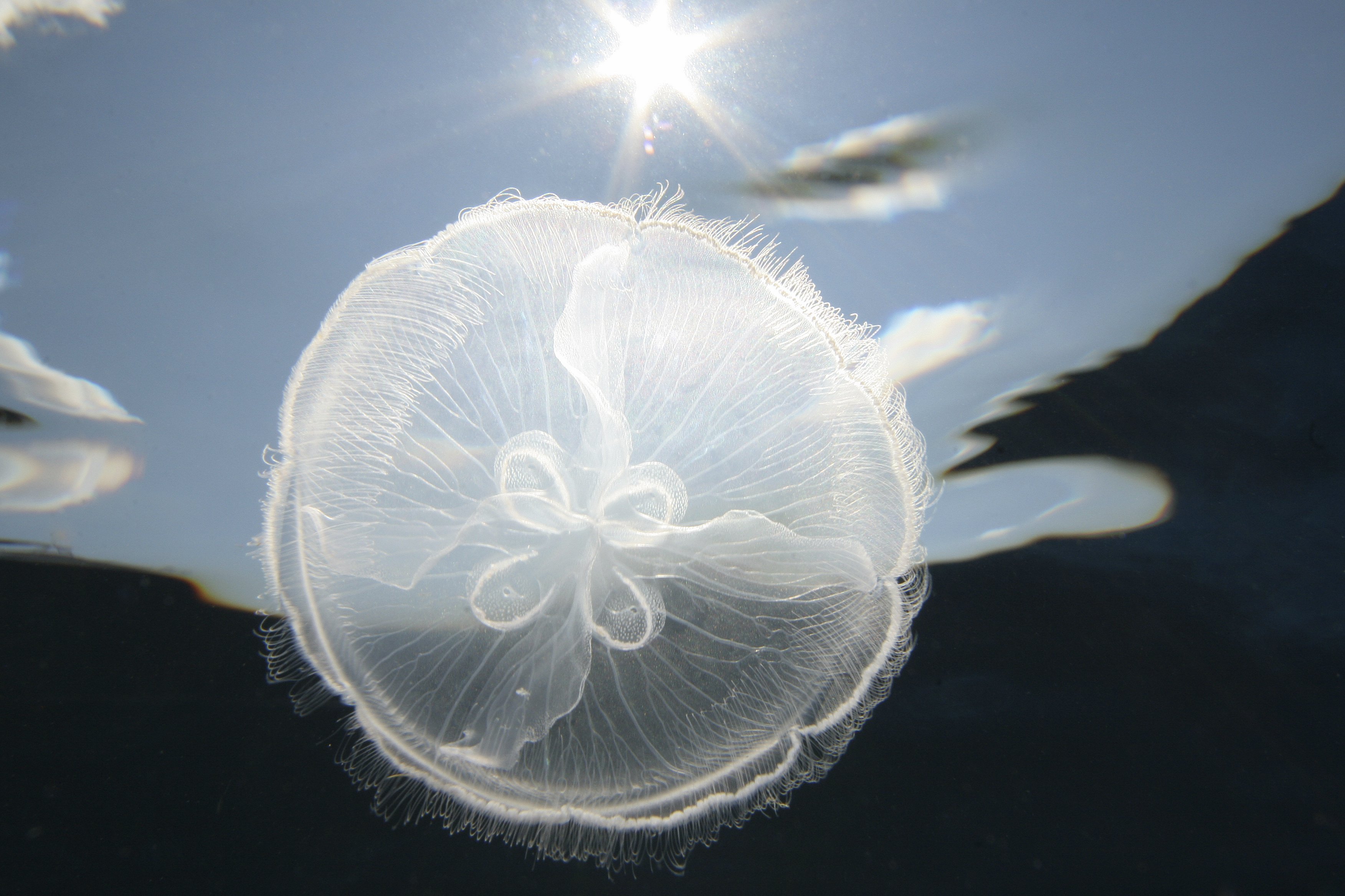 See the jellyfish being fed at Øresund aquarium in Helsingør, a part of the University of Copenhagen