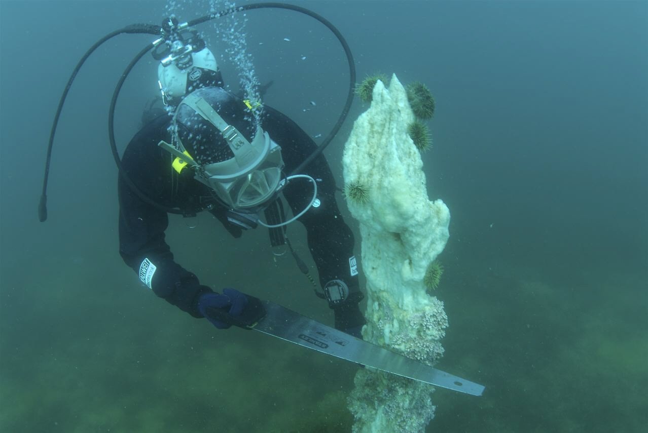 Slicing an Ikka column with a handsaw for testing