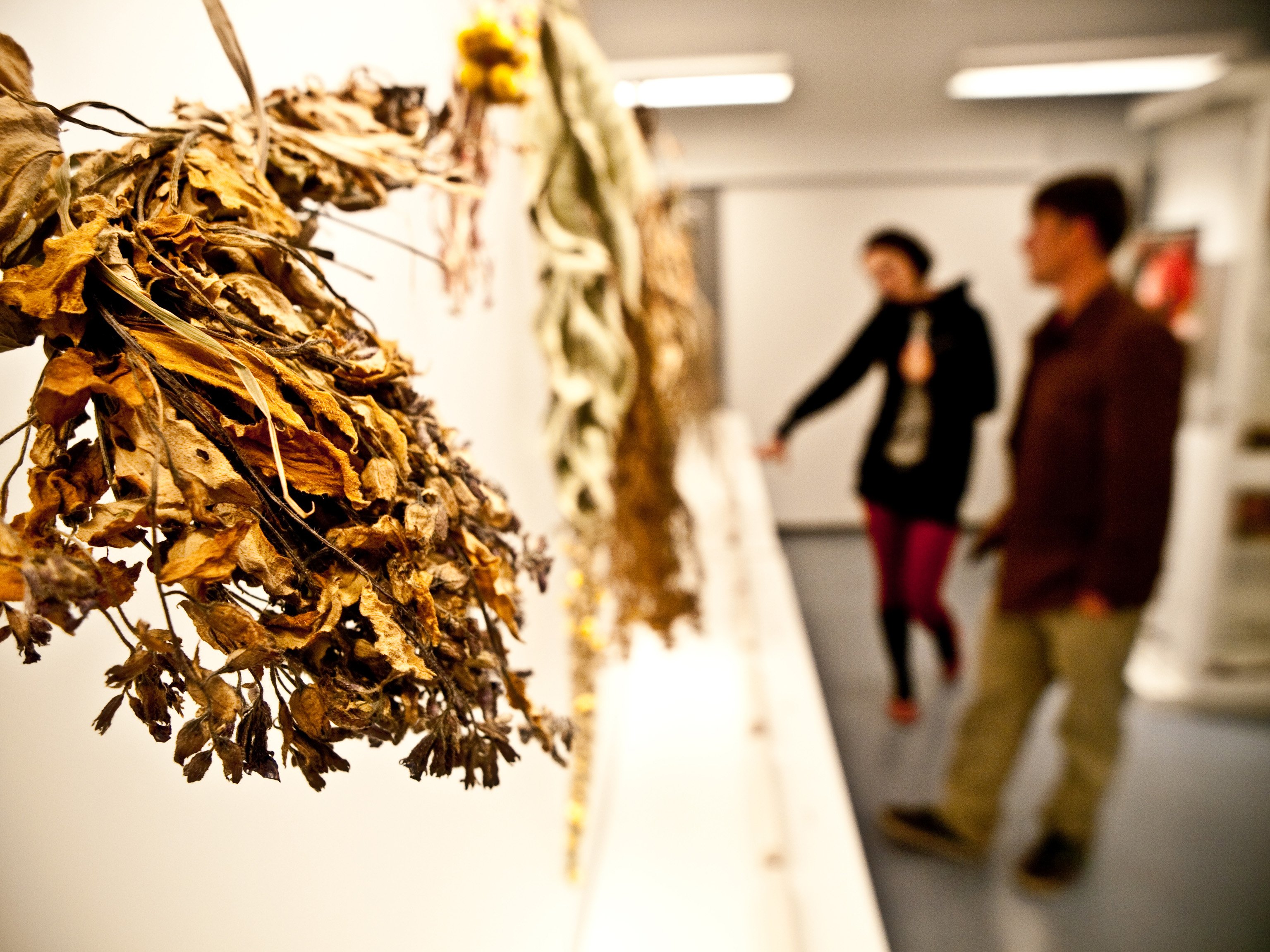 MEDICIN - Pladsen er trang på Det Farmaceutiske Fakultet. Et lille museum om naturmedicin er der dog blevet plads til. Over halvdelen af apotekernes og hospitalernes medicin stammer fra planter.