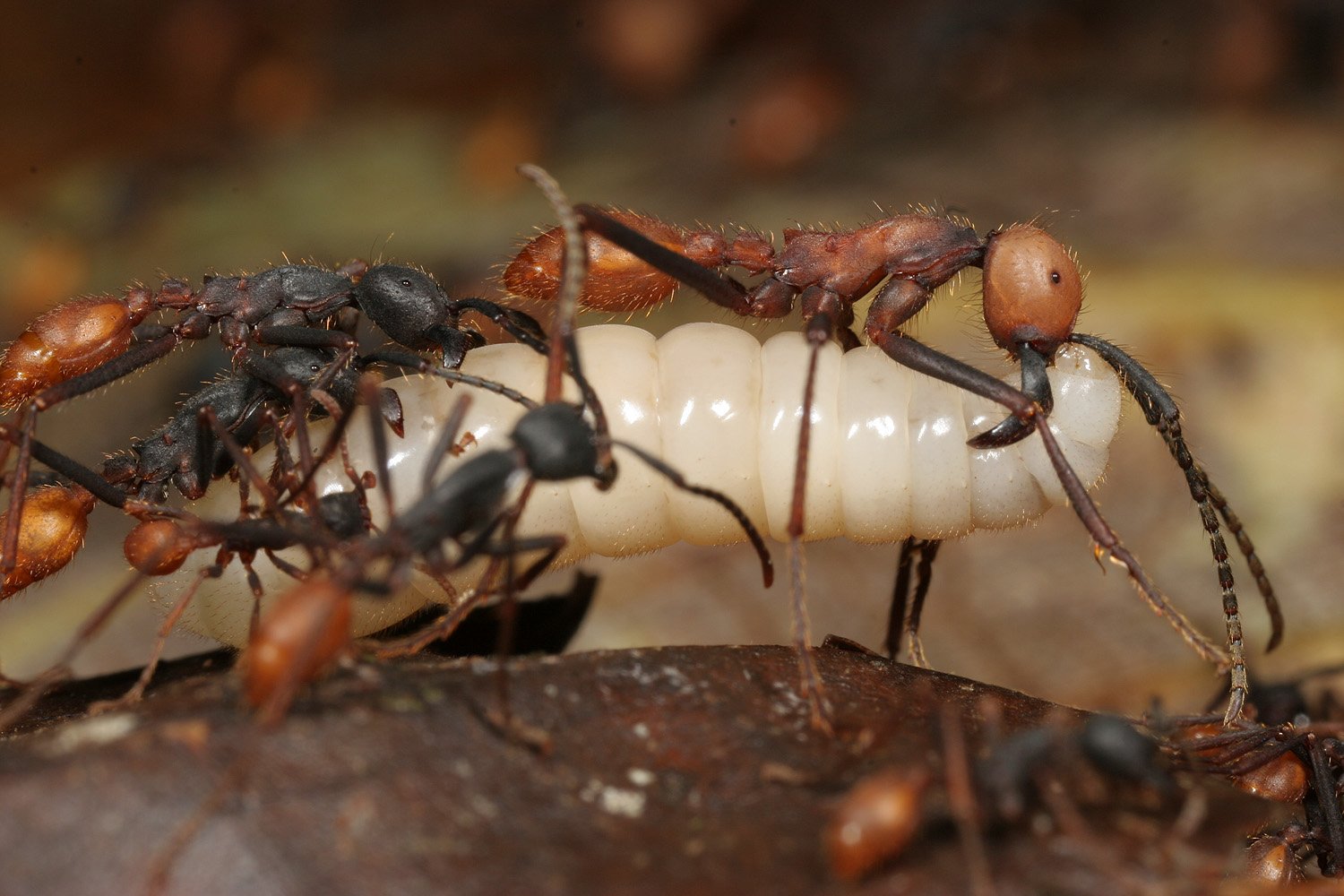 Army ants gang up on a larva