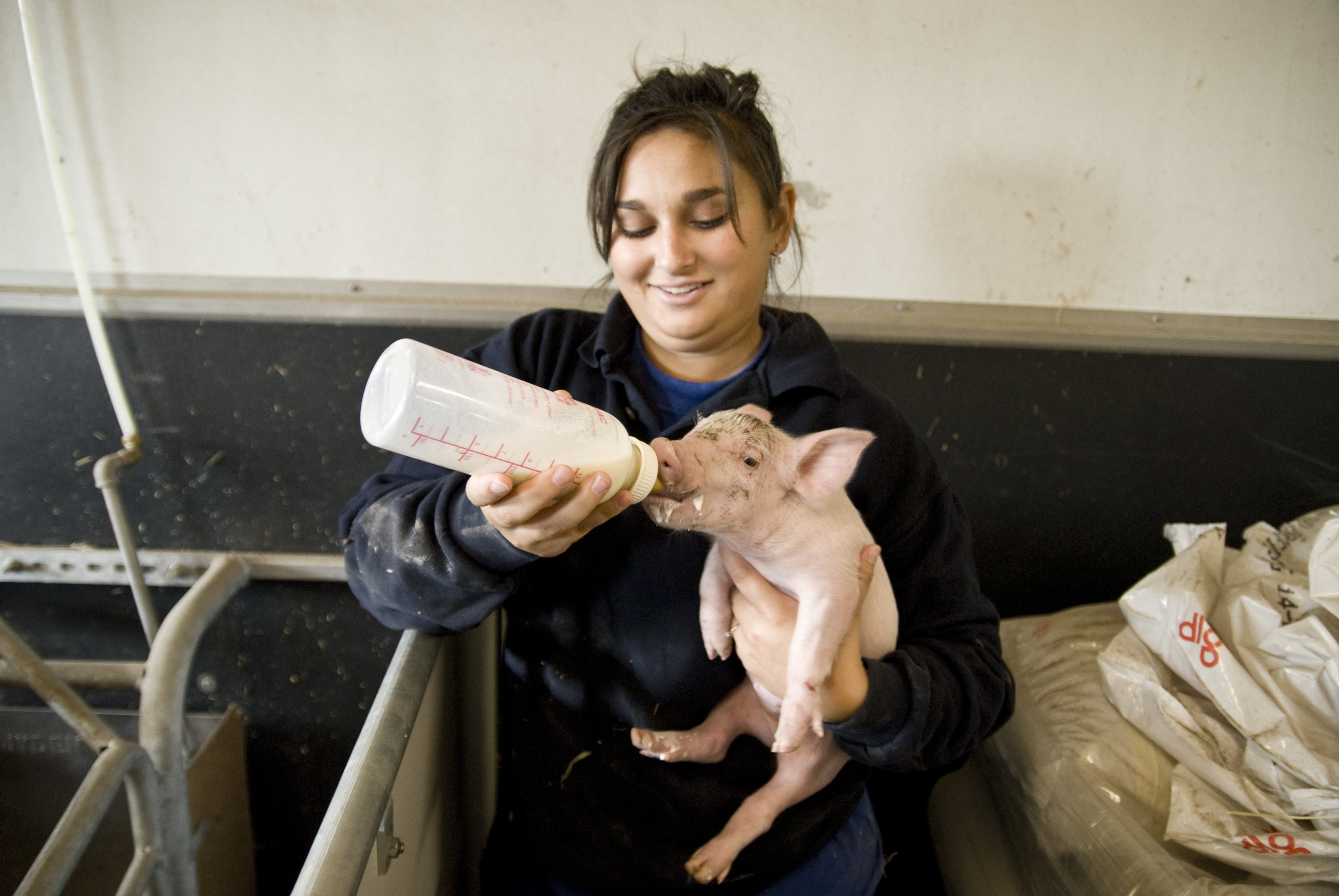 Vets to be evaluated by team of education experts. Hope is that they can better compete globally