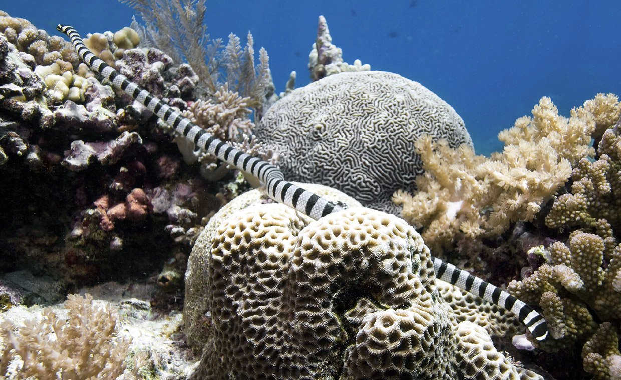 Havslangen her er godt nok fra et stock photo arkiv, men den er et flot eksemplar af nøjagtig den samme art, som Arne Redsted Rasmussen var med til at fange på Galathea 3-ekspeditionen, som kan få sin hale til at ligne sit hovede 'på en prik': Laticauda colubrina (yellow lip sea krait) eller på dansk gullæbet havkrait.