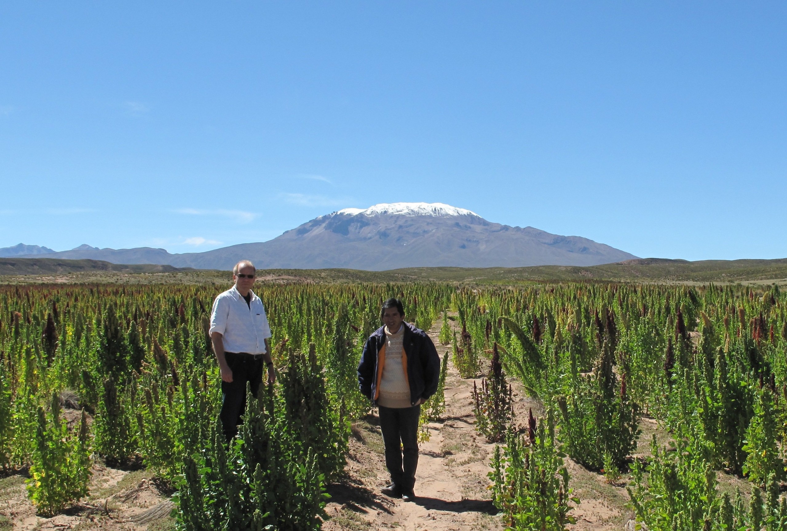 Professor Sven-Erik Jacobsen works with quinoa farmers in the Andean Highlands