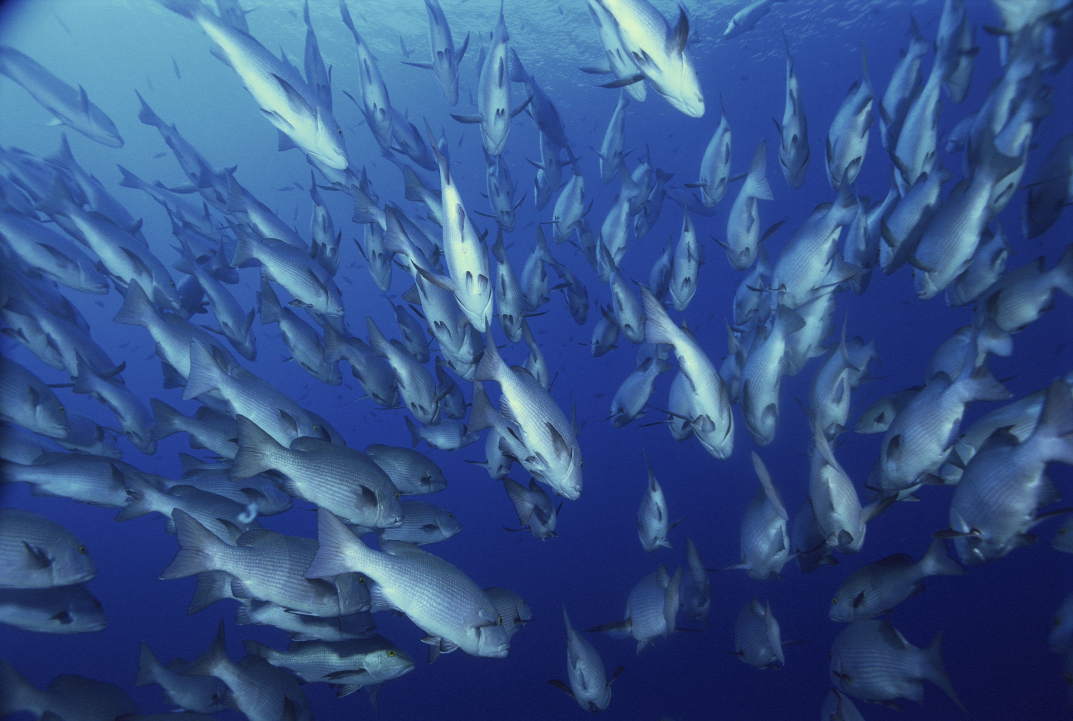 River snappers, or Lutjanus Argentimaculatus