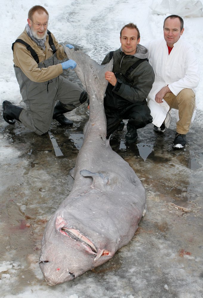 FUND - Den store, sjældent sete haj kan betragtes - konserveret - i februar måned på Zoologisk Museum.