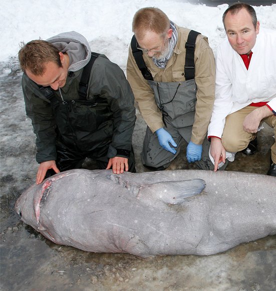 Staff from the Zoological Museum with the beast from the deep