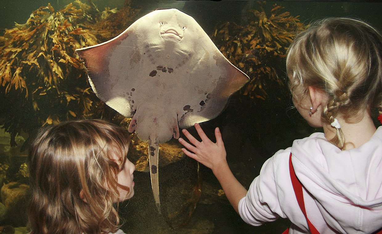 POPULÆRT - Øresundsakvariet byder i påskeferien på både seancen 