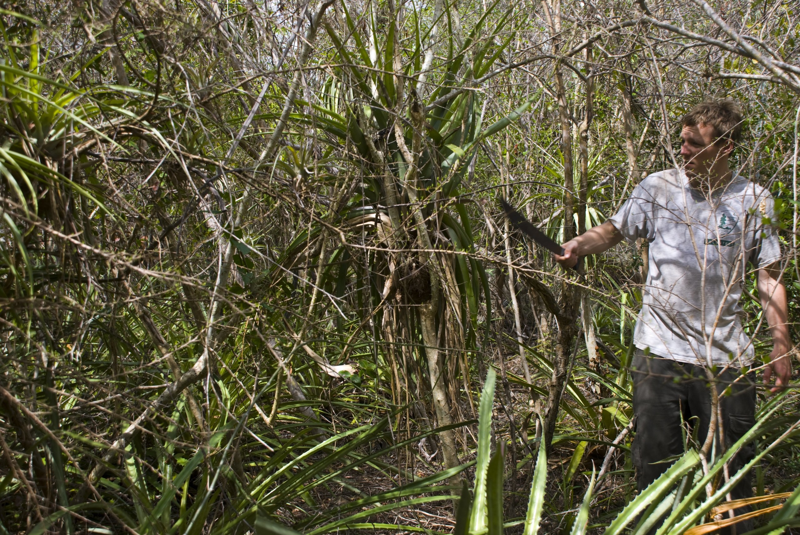 FRA STUDERENDE TIL ARKÆOLOG - På St. John er kuglepennen erstattet af en manchet - et vigtigt redskab til komme igennem den tropiske skovs til tider barske og ugæstfrie flora.