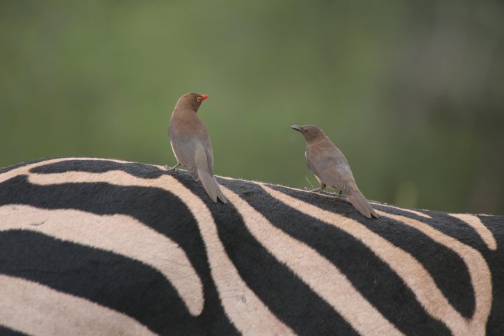 SNYLTERE? - Katalyst skriver på vores brevpapir, snylter på vores legitimitet, henvender sig til offentligheden med al den autoritet, som er Københavns Universitets uden selv at bidrage til denne autoritet, mener debattøren.