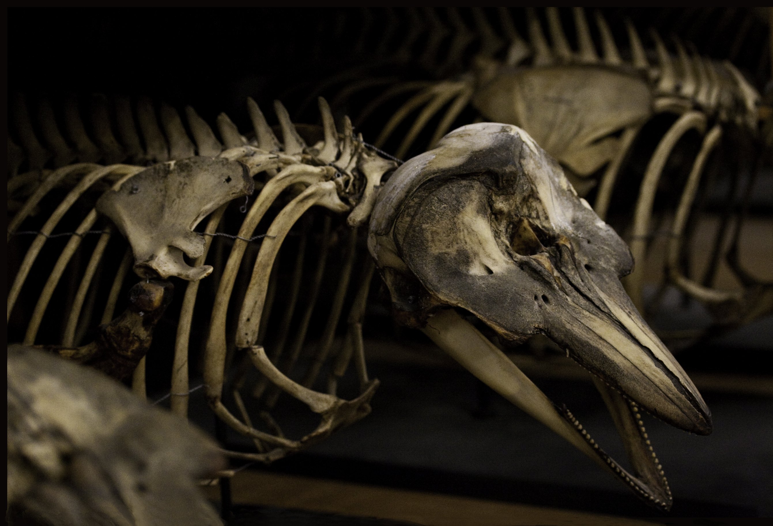 DELFINSKELET - Særudstillingens præsentation af skeletter af havets kæmper er svimlende smuk.