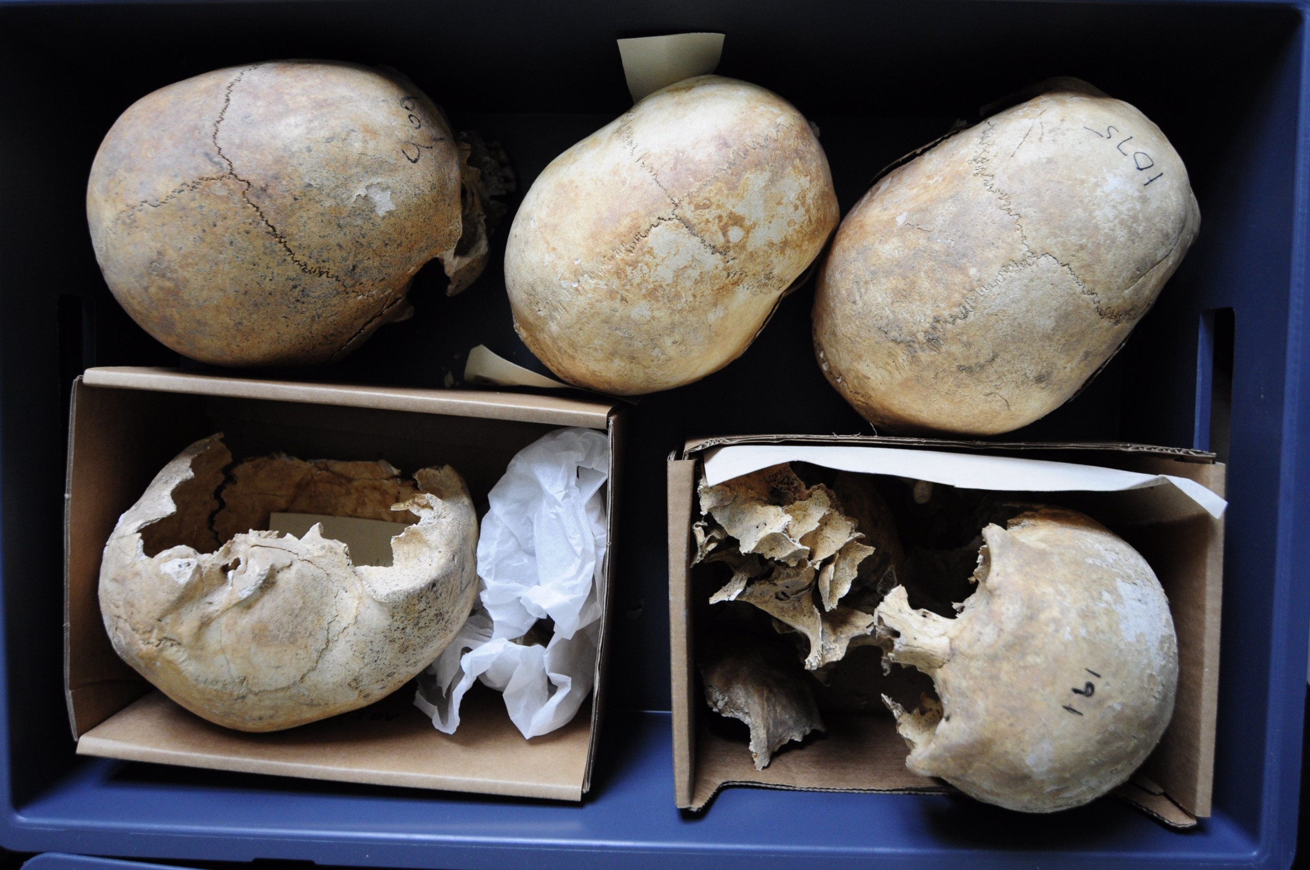 Æbelholt skulls packed in boxes