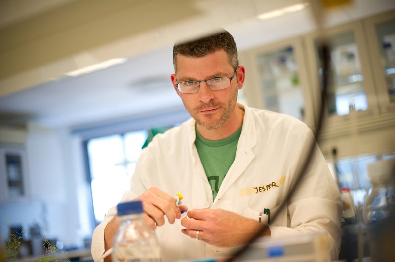 LØSARBEJDER - Jesper Harholt forsker i, hvordan planer danner cellevægge. Det kan blandt andet udnyttes industrielt i forbindelse med fødevarer, foder og biobrændsel. Han bruger planten arabidopsis, også kaldet gåsemad, som modelplante, den er egnet, da man kender dens arvemateriale, den har kort generationstid og er let at transformere ved hjælp af gensplejsning.    