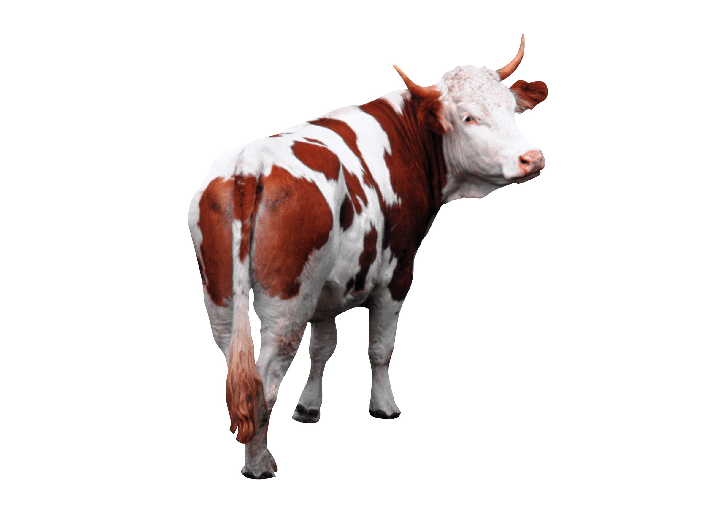 FARVEL - Dyrene forlader skuden. I fremtiden vil dyrlægeuddannelsen foregå hos medicinerne på Det Medicinske Fakultet. Det kan dreje faget i nye retninger.