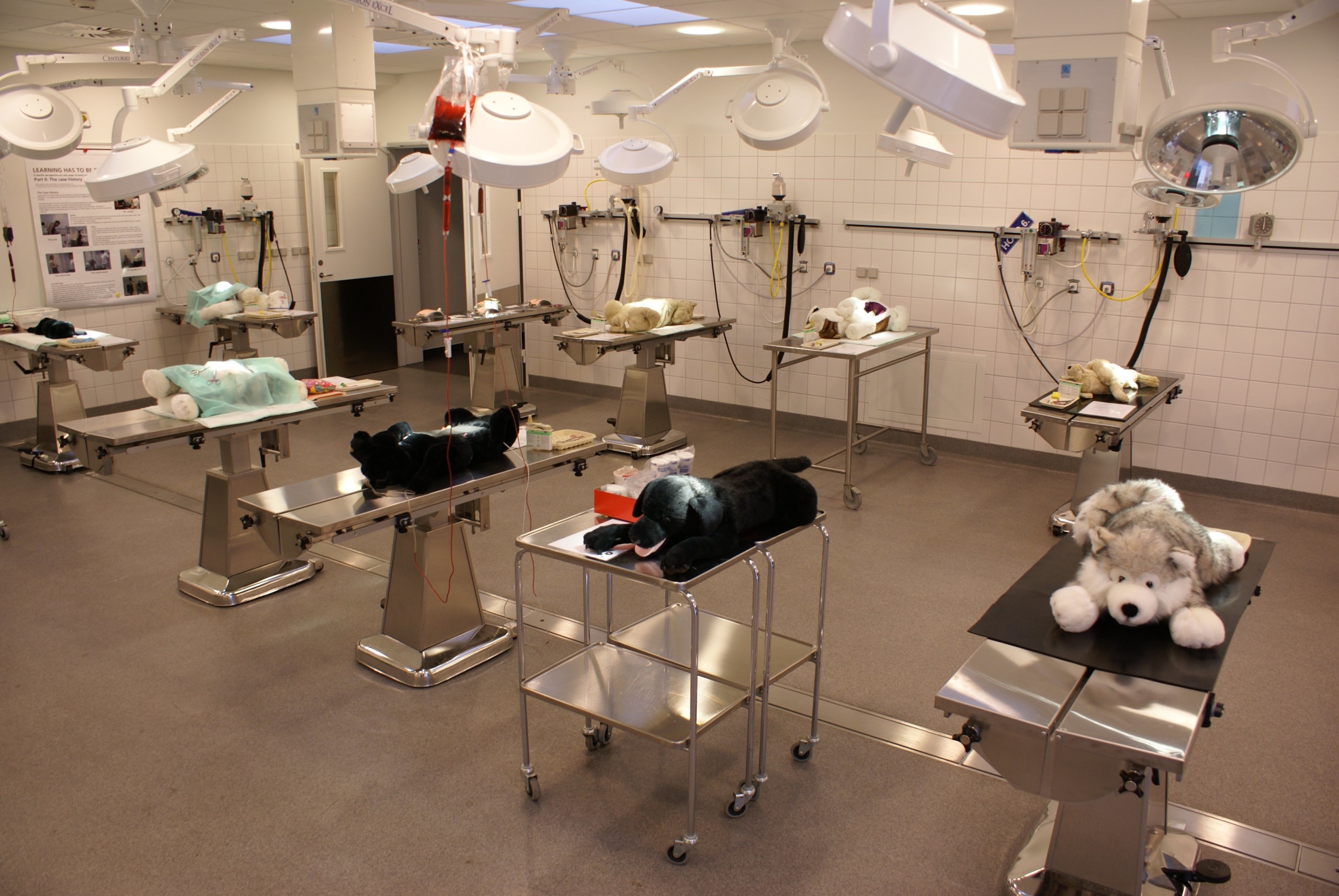 A photo of the teddy laboratory at the Faculty of Life Sciences, where veterinary students practice operating skills on teddy bears