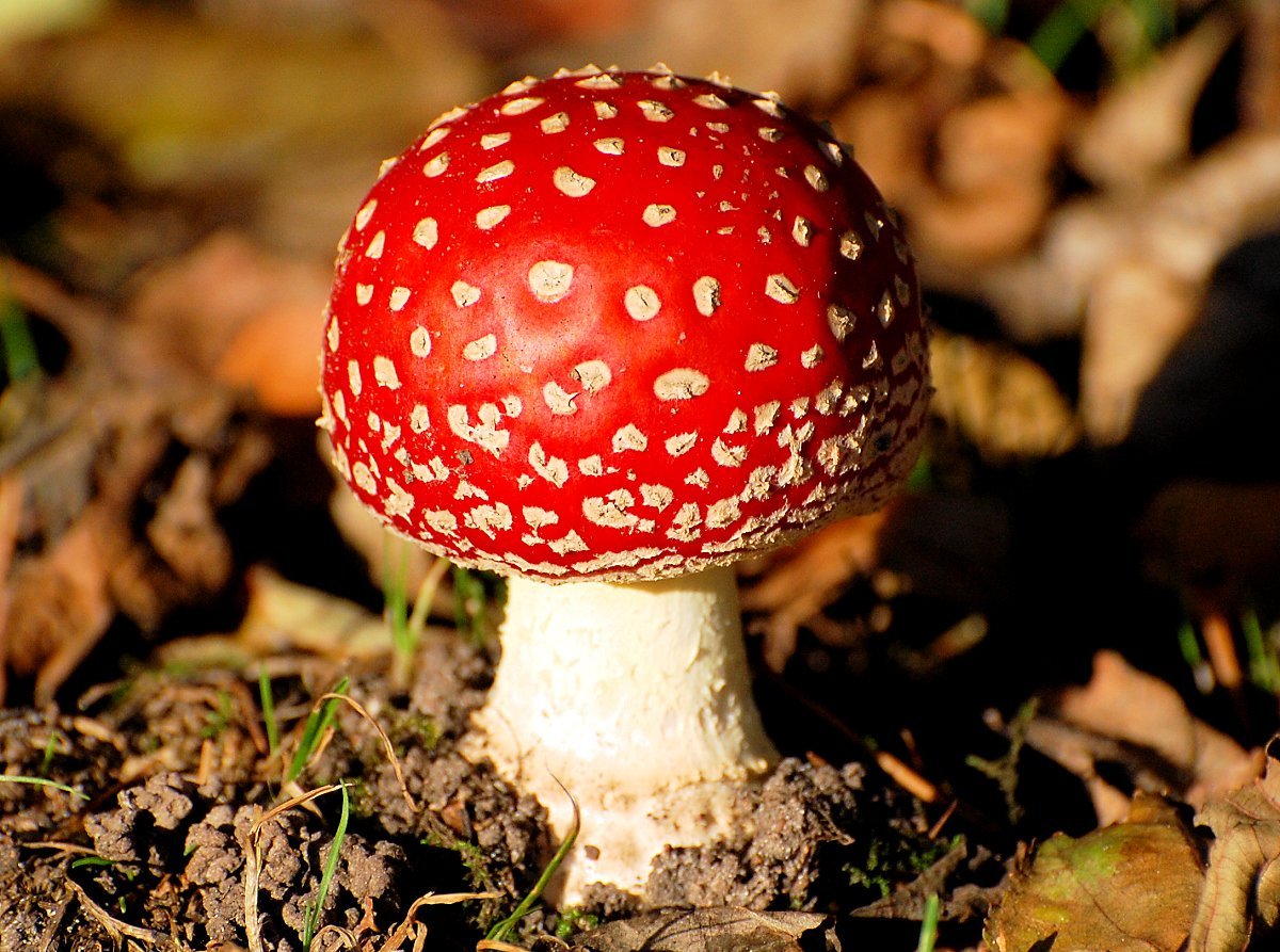 Danish mushroom kills cancer cells