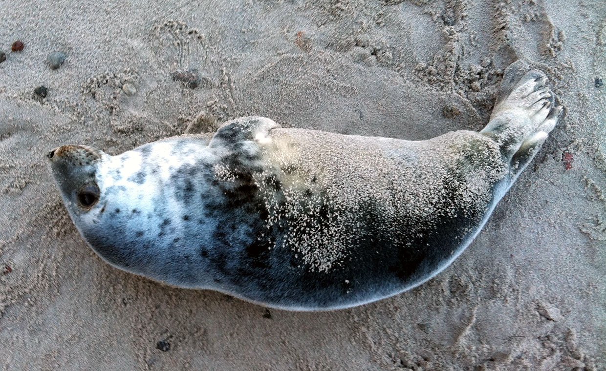 Baby grey seal. A seldom guest to these waters