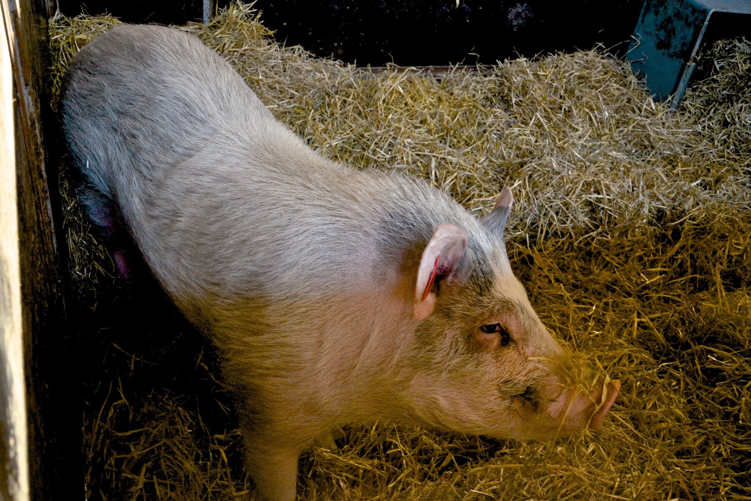 A nice individual out on the University of Copenhagen's experimental farm in Tåstrup