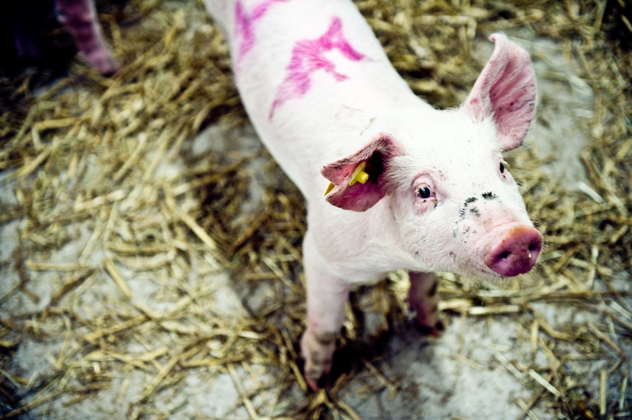 NÆRTSTÅENDE - Afdelingens grisestald kan huse op til 150 grise. Grise er de mest velegnede forsøgsdyr, fordi de blandt andet er på størrelse med os mennesker, og de omsætter medicin cirka lige så hurtigt, som vi gør.
