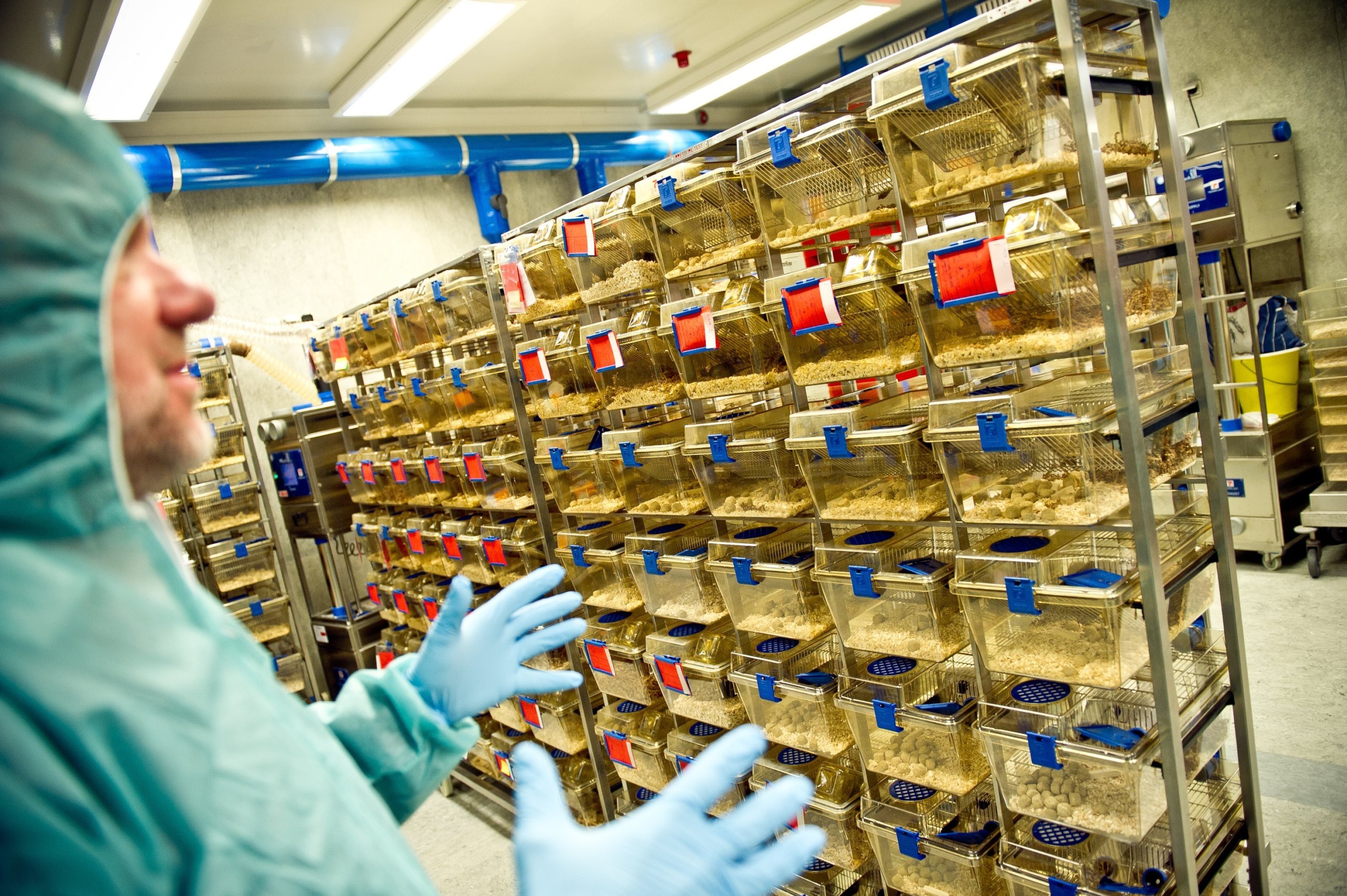 Mice must be in their cage, so they can express their natural behaviour. They must have bedding, nesting material, space, and they must live together in groups.