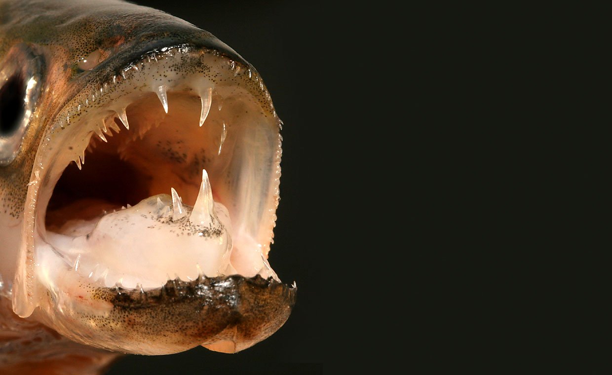 SMELTMUND - Den slanke, sølvskinnende, sjældne fisk har et effektivt bid. 