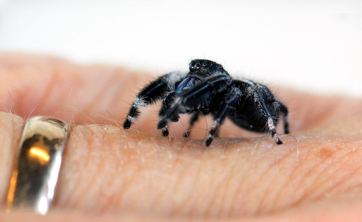 IØJNEFALDENDE - Et eksemplar af Phidippus regius – edderkop fra udstillingen - på en håndryg.
