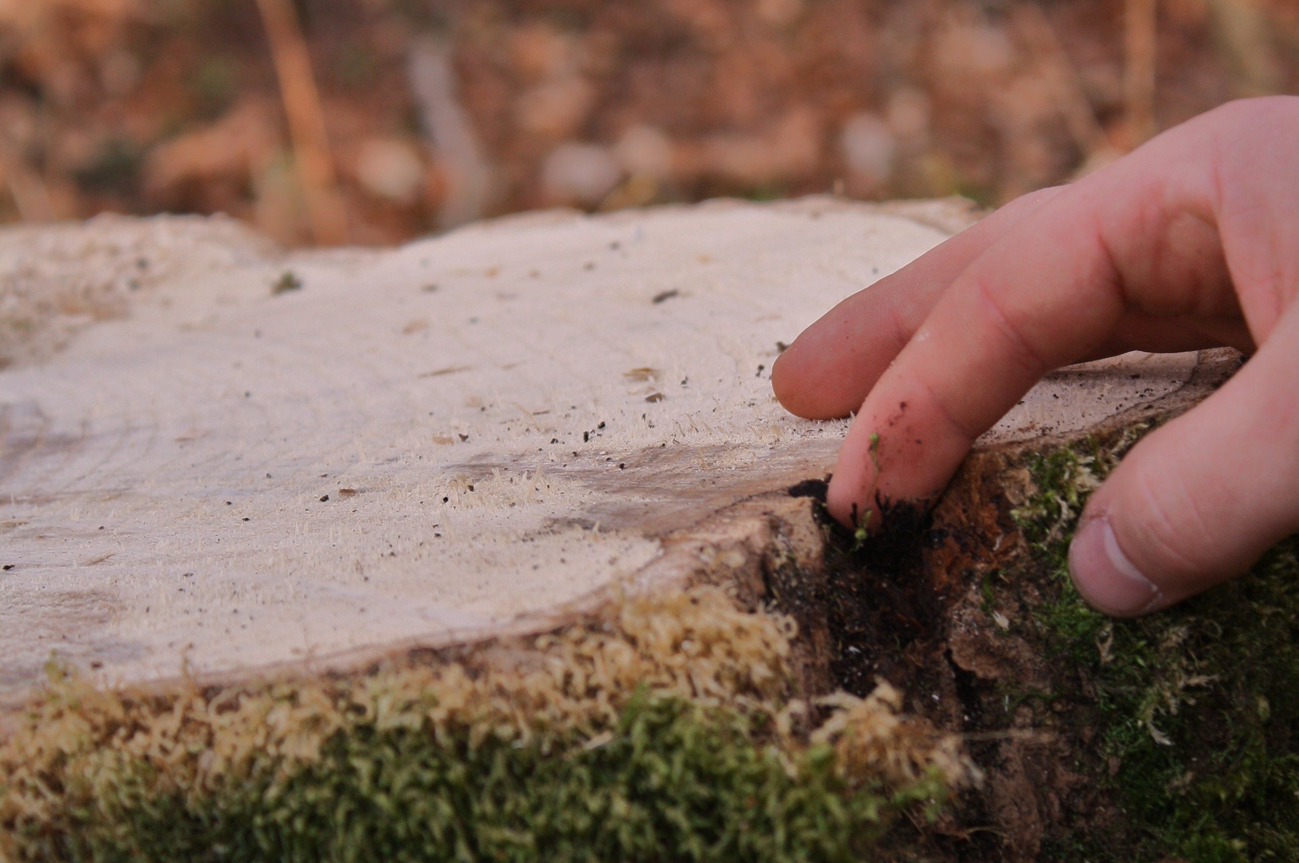 The trees become sick by a fungus that enters the stem of the trees. Martin shows the University Post how they find the fungus on the rind, spreading into the tree by discoloring the wood.