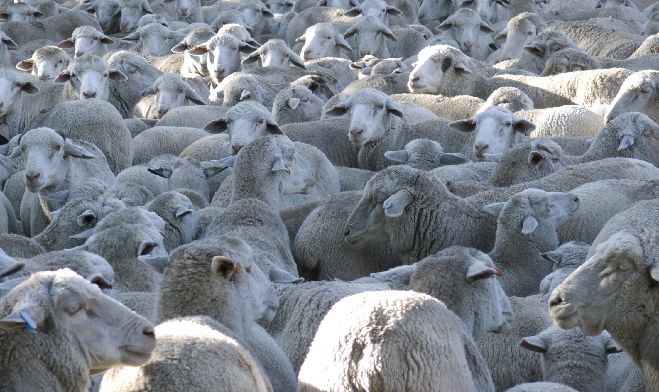 ”Forskere er ikke helgener, og der er stærke incitamenter til at snyde, da karriere og økonomi afhænger af, om de gør nogle opdagelser.”
- Klemes Kappel, medlem af Praksisudvalget.
